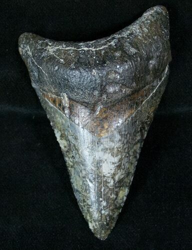 Uniquely Color Lower Megalodon Tooth - Venice #13323